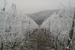 Winter Neumagen-Dhron