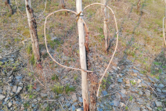 Herz im Weinberg