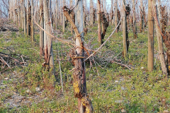 Herz im Weinberg