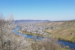 Blick auf Neumagen