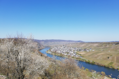 Blick auf Neumagen