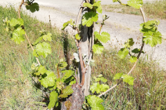 Herz im Weinberg
