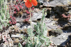 Klatschmohn