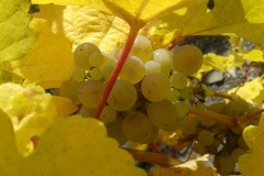Trauben Weinberg Neumagen-Dhron